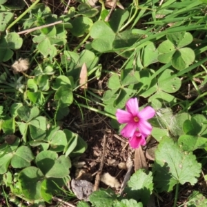 Oxalis articulata at Paddys River, ACT - 19 Apr 2021