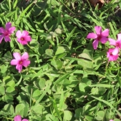 Oxalis articulata at Paddys River, ACT - 19 Apr 2021