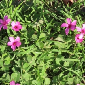 Oxalis articulata at Paddys River, ACT - 19 Apr 2021