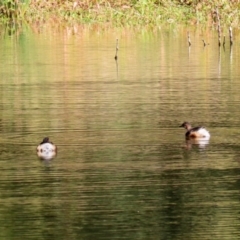 Tachybaptus novaehollandiae (Australasian Grebe) at Tidbinbilla Nature Reserve - 19 Apr 2021 by RodDeb