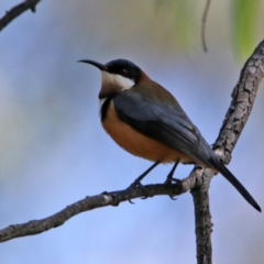 Acanthorhynchus tenuirostris (Eastern Spinebill) at Paddys River, ACT - 19 Apr 2021 by RodDeb