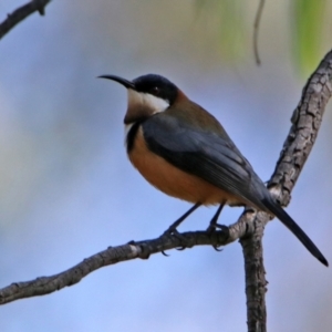 Acanthorhynchus tenuirostris at Paddys River, ACT - 19 Apr 2021