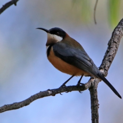 Acanthorhynchus tenuirostris (Eastern Spinebill) at Paddys River, ACT - 19 Apr 2021 by RodDeb