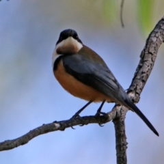 Acanthorhynchus tenuirostris at Paddys River, ACT - 19 Apr 2021