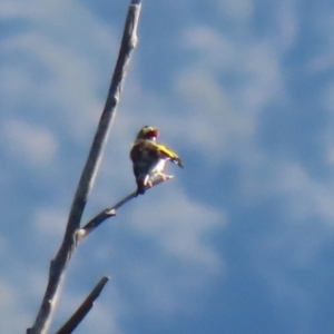 Carduelis carduelis at Paddys River, ACT - 19 Apr 2021 02:01 PM