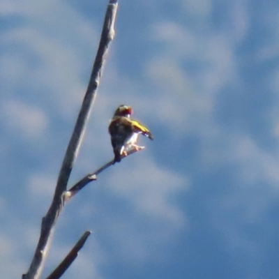 Carduelis carduelis (European Goldfinch) at Tidbinbilla Nature Reserve - 19 Apr 2021 by RodDeb