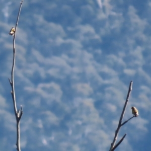 Carduelis carduelis at Paddys River, ACT - 19 Apr 2021 02:01 PM