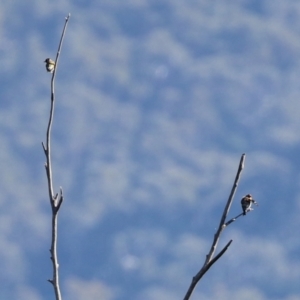 Carduelis carduelis at Paddys River, ACT - 19 Apr 2021 02:01 PM