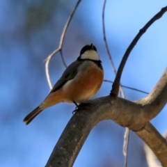 Pachycephala rufiventris (Rufous Whistler) at Tidbinbilla Nature Reserve - 19 Apr 2021 by RodDeb