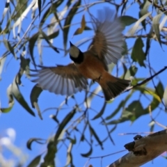 Pachycephala rufiventris at Paddys River, ACT - 19 Apr 2021