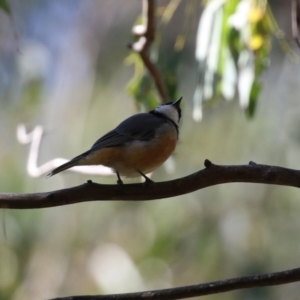 Pachycephala rufiventris at Paddys River, ACT - 19 Apr 2021