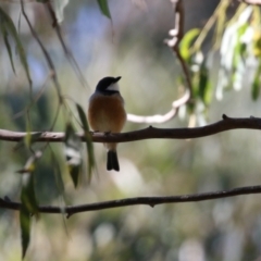 Pachycephala rufiventris at Paddys River, ACT - 19 Apr 2021