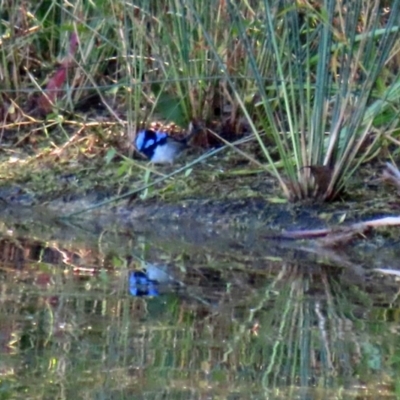 Malurus cyaneus (Superb Fairywren) at Paddys River, ACT - 19 Apr 2021 by RodDeb