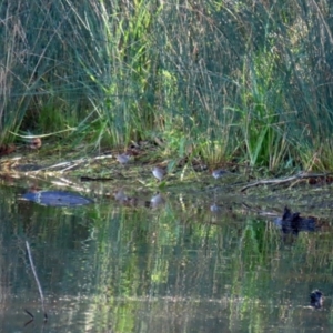 Malurus cyaneus at Paddys River, ACT - 19 Apr 2021
