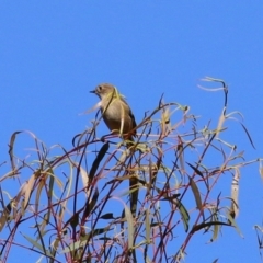 Petroica phoenicea (Flame Robin) at Tidbinbilla Nature Reserve - 19 Apr 2021 by RodDeb