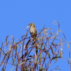 Petroica phoenicea at Paddys River, ACT - 19 Apr 2021 01:52 PM