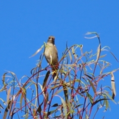 Petroica phoenicea at Paddys River, ACT - 19 Apr 2021 01:52 PM