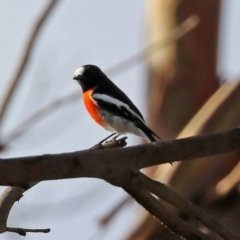 Petroica boodang (Scarlet Robin) at Tidbinbilla Nature Reserve - 19 Apr 2021 by RodDeb