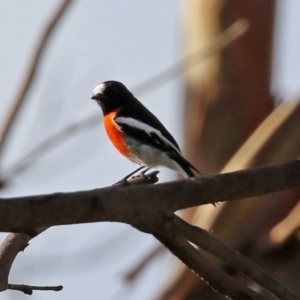 Petroica boodang at Paddys River, ACT - 19 Apr 2021 03:40 PM