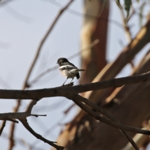 Petroica boodang at Paddys River, ACT - 19 Apr 2021 03:40 PM