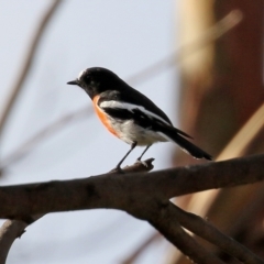 Petroica boodang at Paddys River, ACT - 19 Apr 2021 03:40 PM