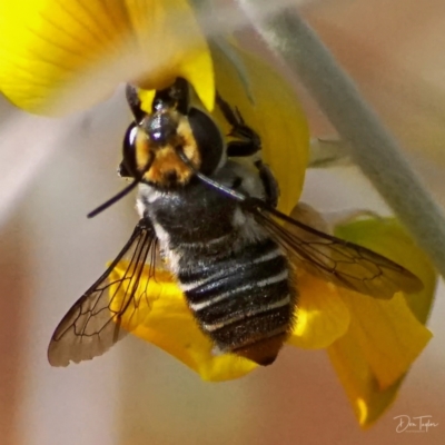 Megachile (Eutricharaea) maculariformis (Gold-tipped leafcutter bee) at ANBG - 20 Apr 2021 by dimageau