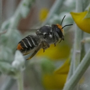 Megachile (Eutricharaea) maculariformis at Downer, ACT - 20 Apr 2021 11:26 AM