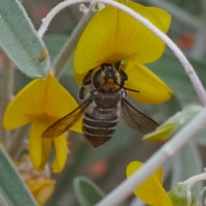 Megachile (Eutricharaea) maculariformis at Downer, ACT - 20 Apr 2021