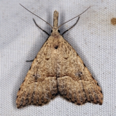 Trigonistis asthenopa (Tiny Snout) at Deua National Park (CNM area) - 16 Apr 2021 by ibaird