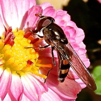 Melangyna viridiceps (Hover fly) at Crooked Corner, NSW - 17 Apr 2021 by Milly