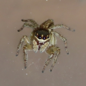 Maratus griseus at Macarthur, ACT - 20 Apr 2021