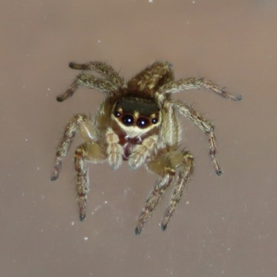 Maratus griseus (Jumping spider) at Macarthur, ACT - 20 Apr 2021 by RodDeb