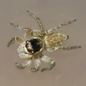 Maratus griseus at Macarthur, ACT - 20 Apr 2021