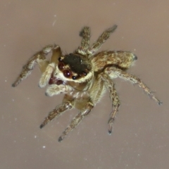 Maratus griseus at Macarthur, ACT - 20 Apr 2021