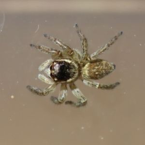 Maratus griseus at Macarthur, ACT - 20 Apr 2021