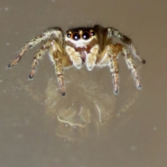 Maratus griseus at Macarthur, ACT - 20 Apr 2021