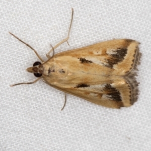 Achyra massalis at Melba, ACT - 24 Jan 2021