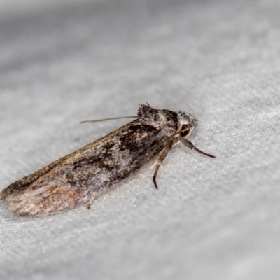 Oenochroa dinosema (A Concealer moth) at Melba, ACT - 24 Jan 2021 by Bron