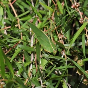 Caedicia simplex at Acton, ACT - 19 Apr 2021