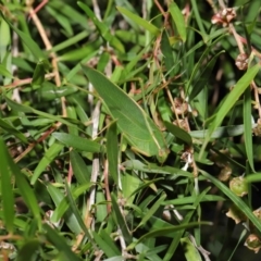 Caedicia simplex (Common Garden Katydid) at Acton, ACT - 19 Apr 2021 by TimL