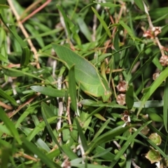 Caedicia simplex at Acton, ACT - 19 Apr 2021