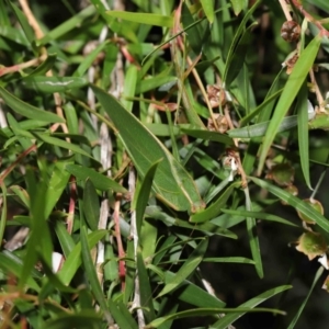 Caedicia simplex at Acton, ACT - 19 Apr 2021