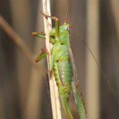 Conocephalomima barameda (False Meadow Katydid, Barameda) at Downer, ACT - 19 Apr 2021 by TimL