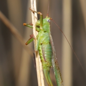 Conocephalomima barameda at Downer, ACT - 19 Apr 2021