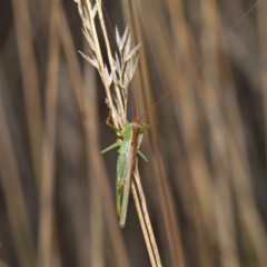 Conocephalomima barameda at Downer, ACT - 19 Apr 2021