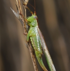 Conocephalomima barameda at Downer, ACT - 19 Apr 2021