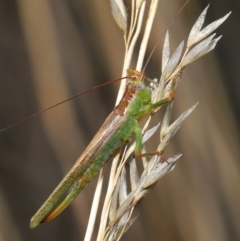 Conocephalomima barameda at Downer, ACT - 19 Apr 2021