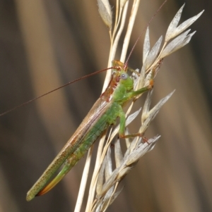 Conocephalomima barameda at Downer, ACT - 19 Apr 2021