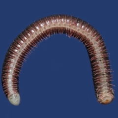 Spirobolida (order) (Spirobolid millipede) at Evatt, ACT - 19 Apr 2021 by TimL