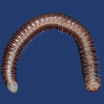 Spirobolida sp. (order) (Spirobolid millipede) at Evatt, ACT - 19 Apr 2021 by TimL